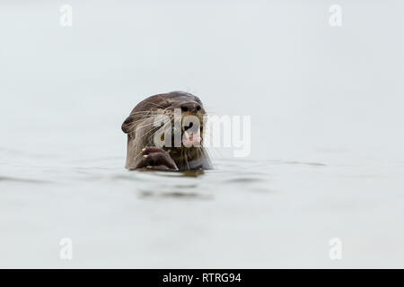 Close up de loutre enduit lisse de manger des poissons fraîchement pêchés dans la mer Banque D'Images