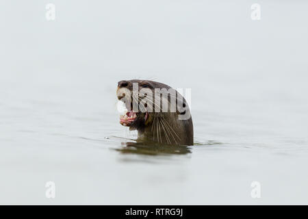 Close up de loutre enduit lisse de manger des poissons fraîchement pêchés dans la mer Banque D'Images