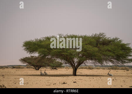 Antilopes à l'ombre de l'arbre Banque D'Images