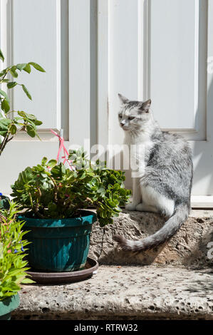 Chat gris, Perast, baie de Kotor, Monténégro, Europe Banque D'Images