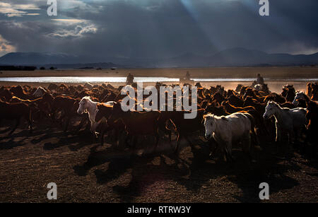 Chevaux sauvages à Kayseri Banque D'Images