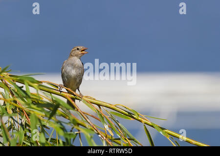 Jeune sparrow est assis sur une branche sur un fond bleu Banque D'Images