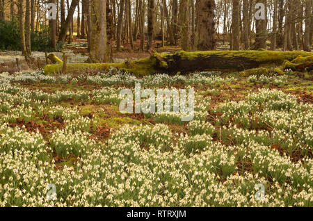 Tapis de Fleurs Snowdrop le marbre à Dunrobin Castle dans les Highlands écossais, Grande-Bretagne Banque D'Images