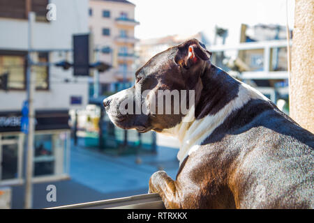 Grande belle Stafford chien à la maison, assis sur la fenêtre et à la recherche sur la rue Banque D'Images