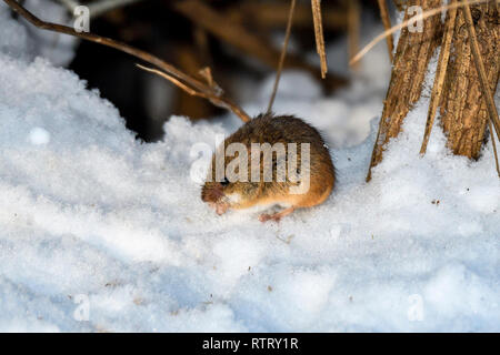 Campagnol des champs FielAd est creuser hors des graines provenant de la neige. Banque D'Images