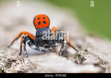 La faune macro photo d'un homme araignée Coccinelle Eresus moravicus Banque D'Images