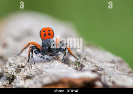 La faune macro photo d'un homme araignée Coccinelle Eresus moravicus Banque D'Images