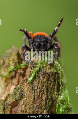 Eresus kollari spider la coccinelle dans la position de la défense Banque D'Images