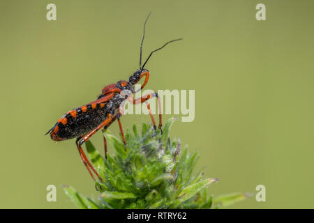 Rhynocoris iracundus assassin bug en République Tchèque Banque D'Images