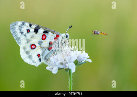 Buterfly Apollo Parnassius apollo en République Tchèque Banque D'Images