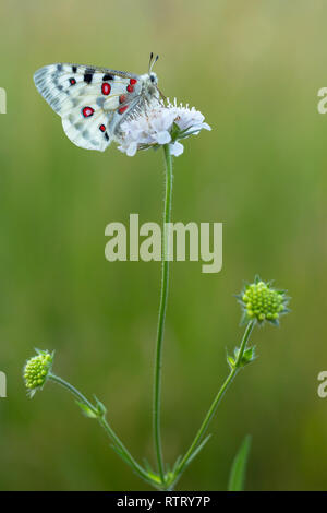 Buterfly Apollo Parnassius apollo en République Tchèque Banque D'Images