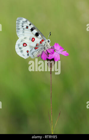 Buterfly Apollo Parnassius apollo en République Tchèque Banque D'Images