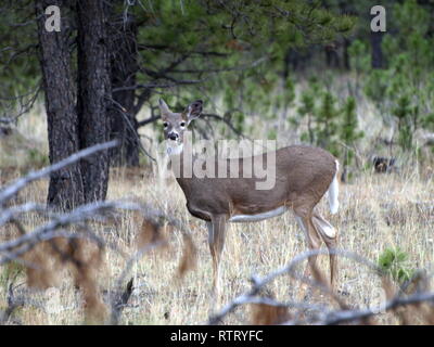 Écoute doe whitetail Banque D'Images