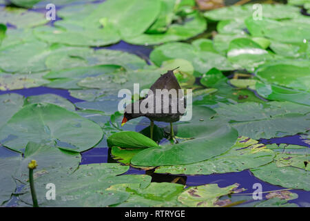 La Gallinule poule-d'eau Gallinula chloropus - marcher sur les feuilles de nénuphar et à la recherche d'un aliment. Photo a été prise dans la région de 'Jardins Planten un Blomen' city garden Banque D'Images