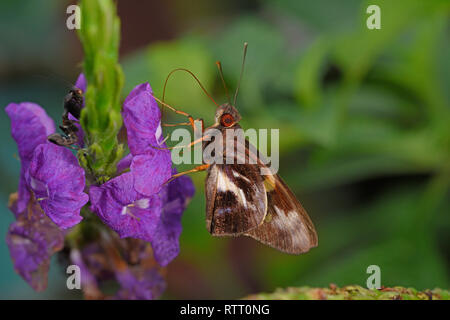 Egla Skipper Butterfly (Vacerra egla) se nourrissant d'puirple fleur, proboscis étendu, Parc National de Soberania, Panama, octobre Banque D'Images