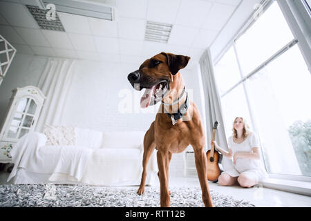 Mignon chien race Rhodesian Ridgeback debout dans un salon confortable Banque D'Images