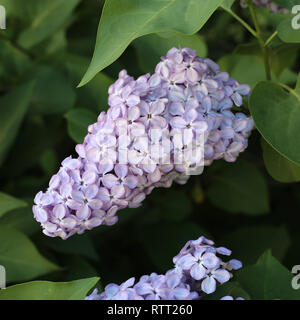 Lilas en fleurs photographiés en Finlande. Sur cette photo vous pouvez voir les belles fleurs lilas pâle, au cours d'une journée de printemps ensoleillée. Banque D'Images