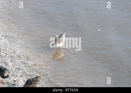 Sanderling dans l'eau Banque D'Images