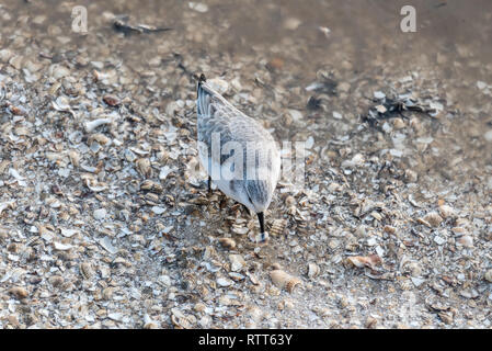 Sanderling Nourriture Banque D'Images