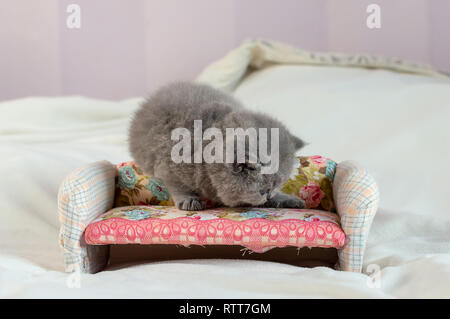 Petit Chaton joue sur igrushechno canapé, un portrait d'un chaton gris, selective focus Banque D'Images