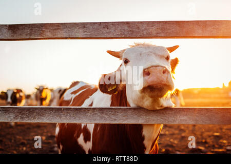 Close-up of white and brown cow on farm yard au coucher du soleil. Les bovins la marche à l'extérieur en été, campagne Banque D'Images