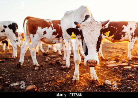 Vaches qui paissent sur cour de ferme au coucher du soleil. L'alimentation du bétail et la marche à l'extérieur en campagne. Banque D'Images