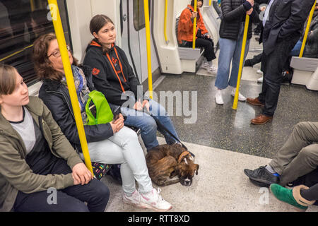 Placid,bien comportés,comportement,bonne,et,propriétaire,de,animal,en,Chien,sur,le plomb,Assis,de,au calme,train,transport,London Underground tube,train,transport,Angleterre Banque D'Images