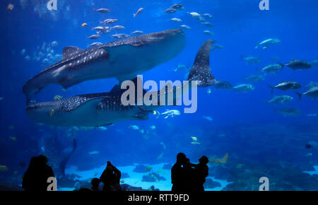 Les visiteurs appréciant de voir les quatre requins baleine à l'Aquarium de Géorgie. Il a été le plus grand aquarium au monde à partir de son ouverture en 2005 jusqu'en 2012. Banque D'Images