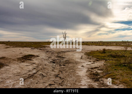 Arbres morts dans la ville abandonnée de Epecuen. Inondation qui a détruit la ville et laissé en ruines. Désert, paysage urbain. Ghost city. Banque D'Images