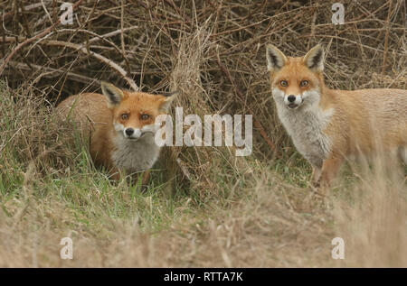 Deux magnifiques Red Fox (Vulpes vulpes) à la recherche de nourriture pour manger au bord de la zone arbustive. Banque D'Images