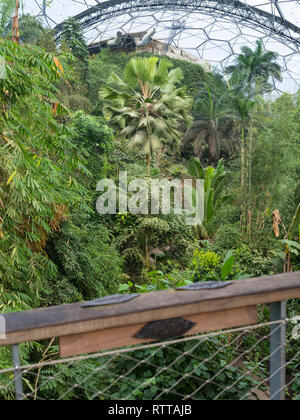 La promenade dans la forêt tropicale, biome Eden Project. Banque D'Images