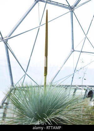 Xanthorrhoea (arbre) - herbe à l'Eden Project, UK. Banque D'Images