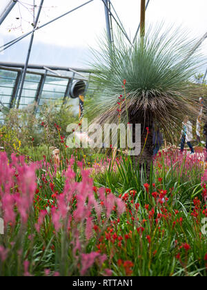 Un arbre dans le Med, Eden Project. Banque D'Images