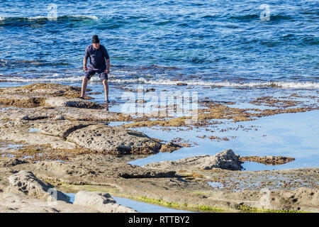 Bosa, Sardaigne, île, Italie - janvier,12019 : Oursins de mer sur la côte de la Sardaigne Italie Banque D'Images