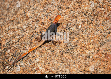 Beau mâle agama sur un rocher dans le Spitzkoppe salon en Namibie Banque D'Images