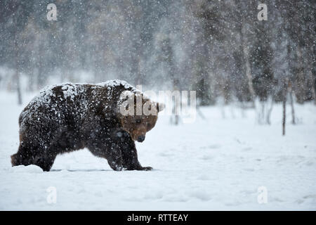 Gros ours brun photographié à la fin de l'hiver tout en marchant dans la neige dans la taïga finlandaise sous une importante chute de neige Banque D'Images