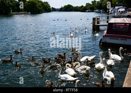 Swans alimenté au bord de la rivière à Marlow. La Tamise à Marlow, dans le Buckinghamshire, Angleterre, RU Banque D'Images