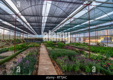 Dalat, Vietnam - Apr 5, 2015. Les émissions avec une grande quantité de différentes couleurs dans des pots. Banque D'Images