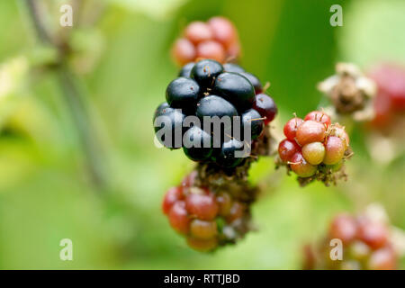 Blackberry ou ronce (Rubus fruticosus), close up of a petits fruits mûrs parmi ceux qui ne sont pas mûrs. Banque D'Images