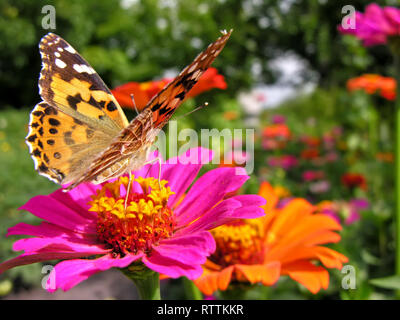 Le Monarque se nourrit de l'Zinnia rose fleurs en été 24 Banque D'Images