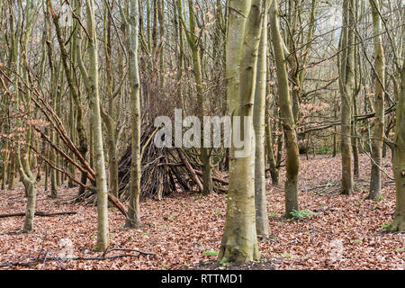 Croydon, Royaume-Uni - Mars 03, 2019 : Purley hêtres parc avec un grand grand nombre de jeunes et de hêtres matures Banque D'Images