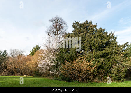 Croydon, Royaume-Uni - Mars 03, 2019 : Purley hêtres parc avec un grand grand nombre de jeunes et de hêtres matures Banque D'Images