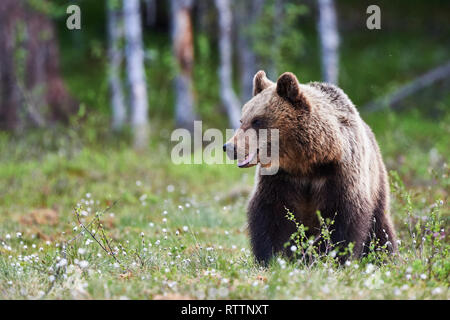 Magnifique ours brun photographié dans le finnidh taïga à la fin du printemps Banque D'Images