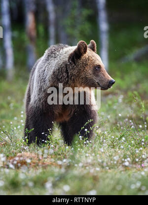 Magnifique ours brun photographié dans le finnidh taïga à la fin du printemps Banque D'Images
