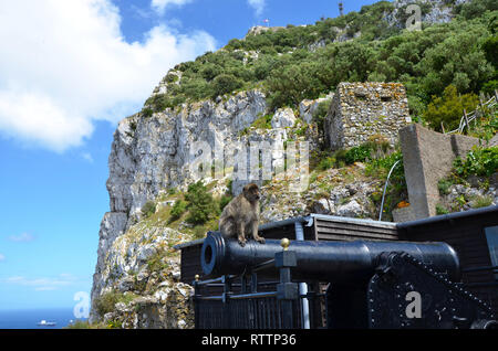 Singe Macaque de Barbarie sur un canon, Gibraltar Banque D'Images