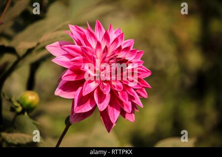 Fleur Dahlia rouge Banque D'Images