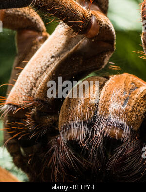 Pièce d'araignée au Royal Botanical Gardens, 2019-02-24, comme un Goliath birdeater tarantula (Theraphosa blondi) montre elle-même. Banque D'Images