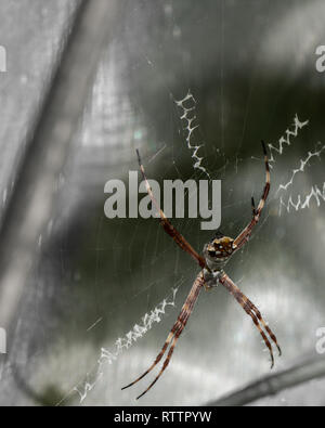 Pièce d'araignée au Royal Botanical Gardens, 2019-02-24, comme une araignée orb classique pose sur son magnifique site web. Banque D'Images