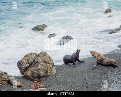 Les otaries à fourrure de Nouvelle-Zélande sur la plage rocheuse, Palliser Bay, Wairarapa, Nouvelle-Zélande Banque D'Images