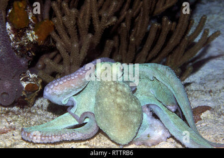 Le poulpe, Octopus briareus, dans une plongée de nuit au Paradise Reef, Cozumel, Mexique, mer des Caraïbes Banque D'Images